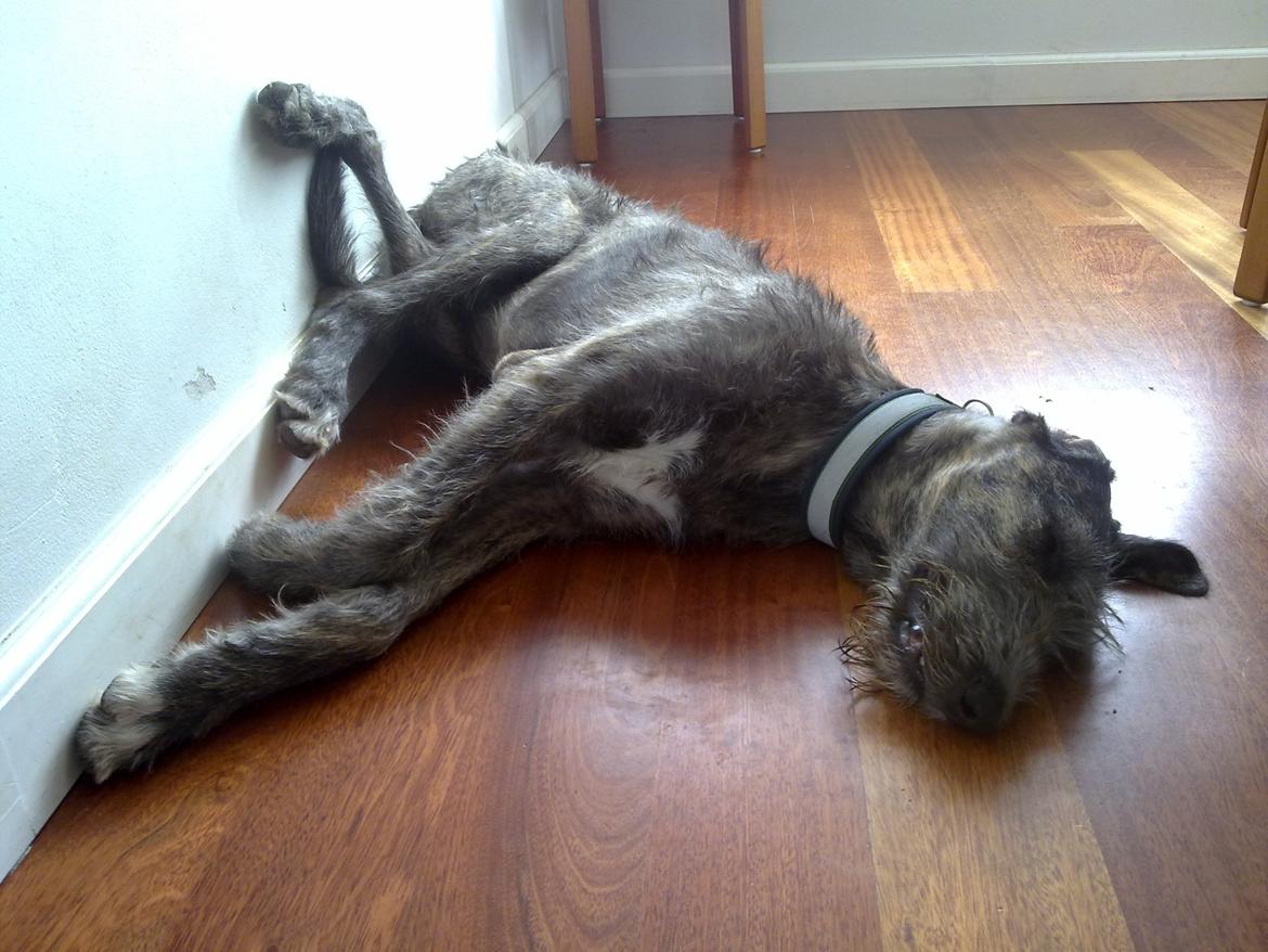 Irsk ulvehund Dolly - Nej, nej! Dolly er ikke blevet kørt over! Hun hviler sig bare! billede 4