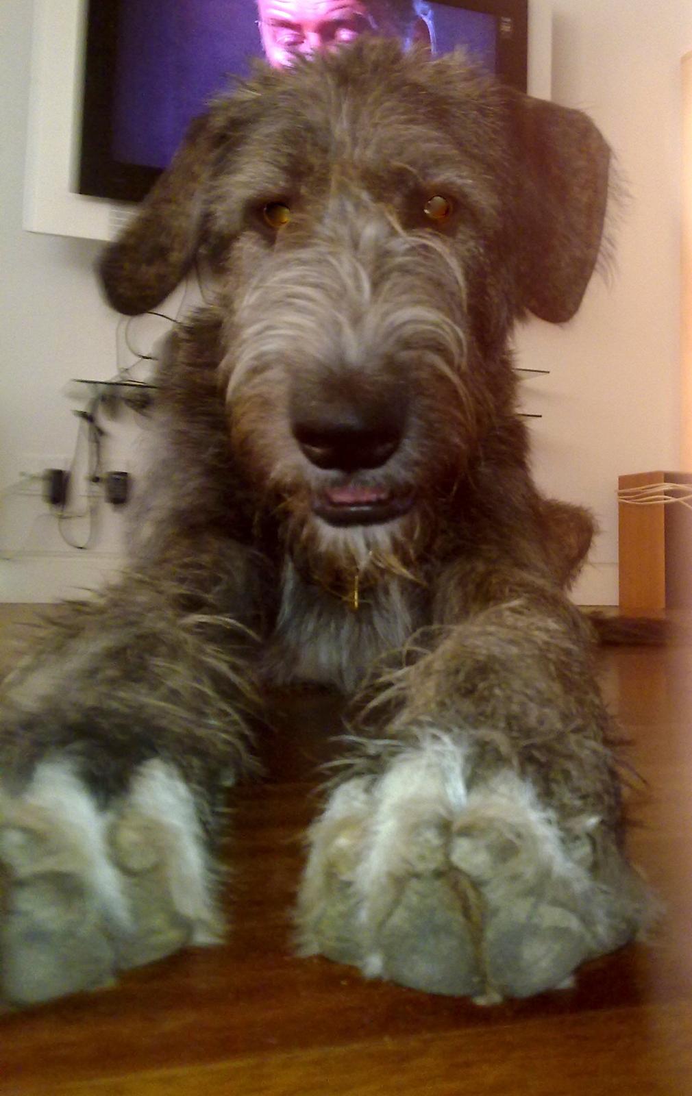 Irsk ulvehund Dolly - Dolly Close Up! billede 5