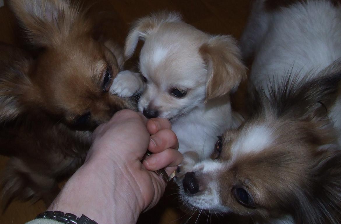 Blanding af racer Cimici billede 16