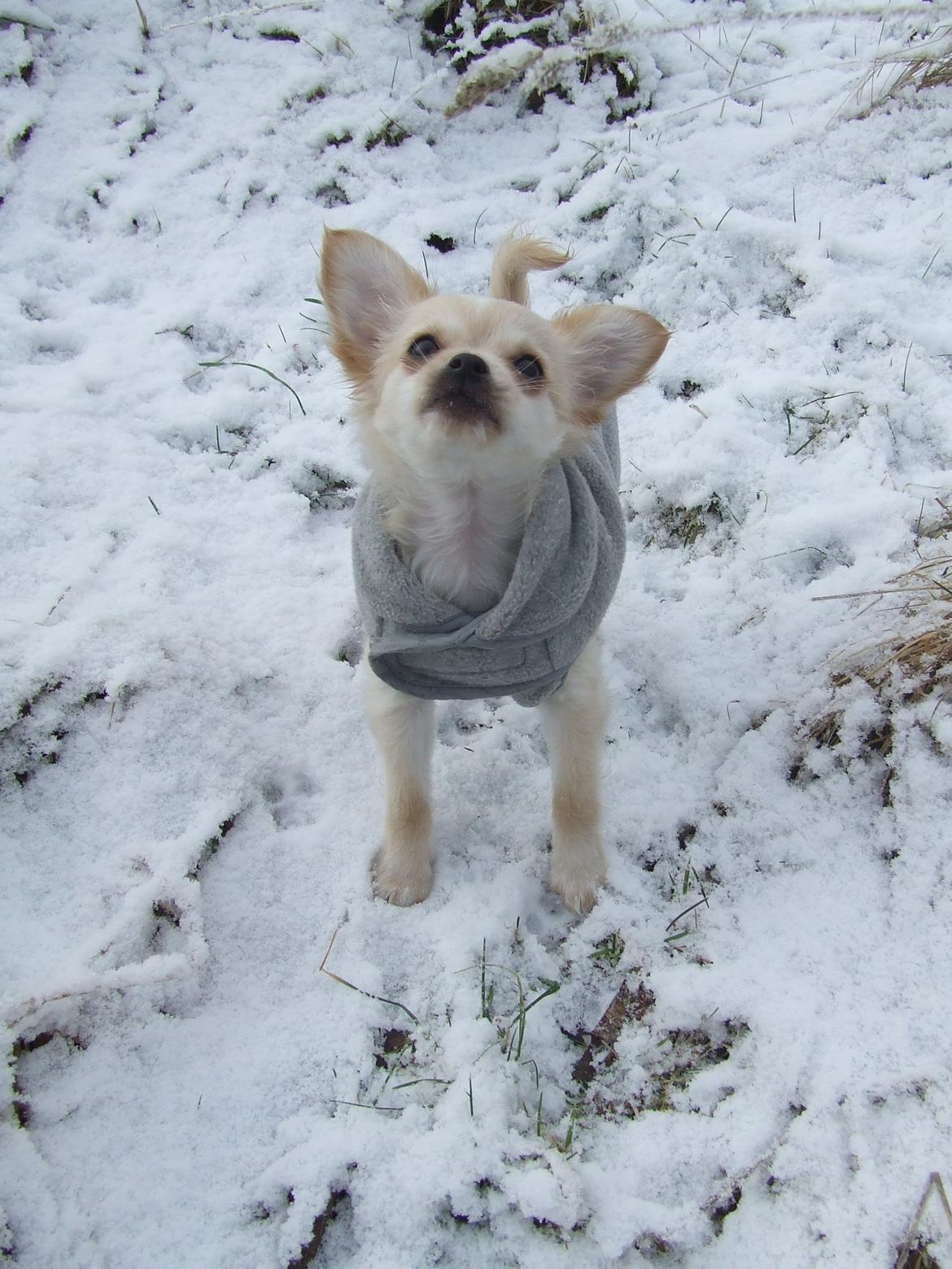 Blanding af racer Cimici billede 20