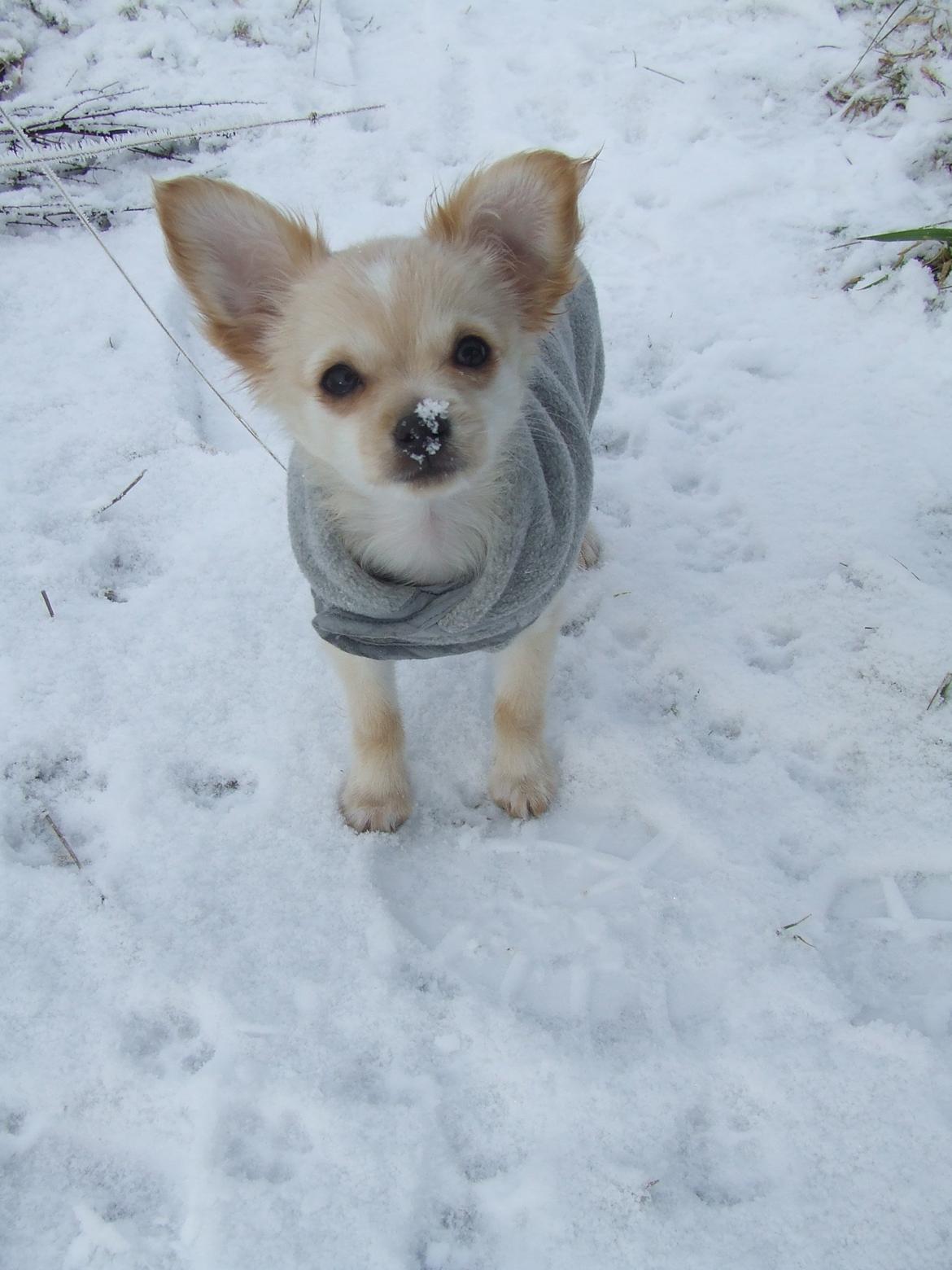 Blanding af racer Cimici billede 1