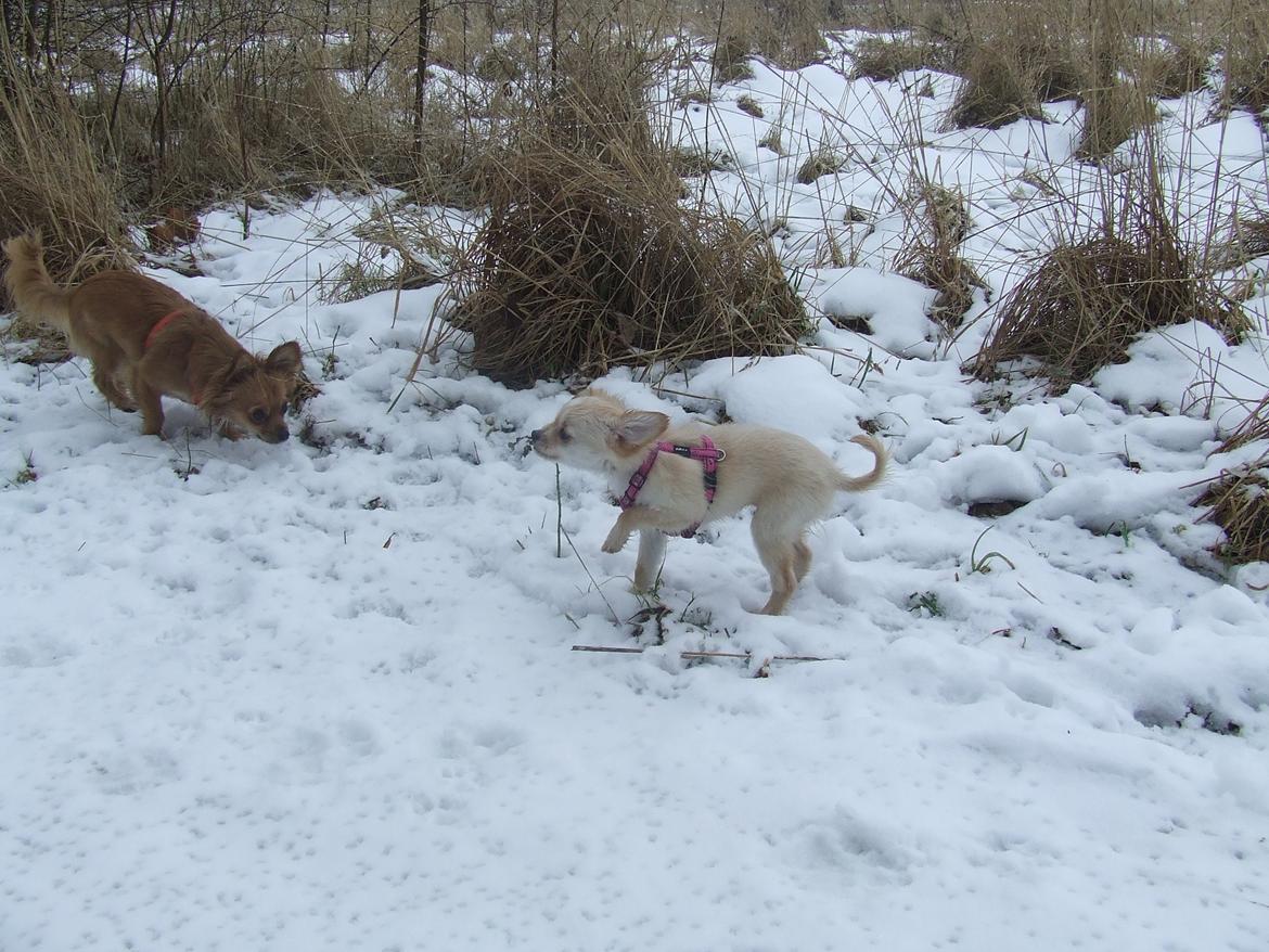 Blanding af racer Cimici billede 18