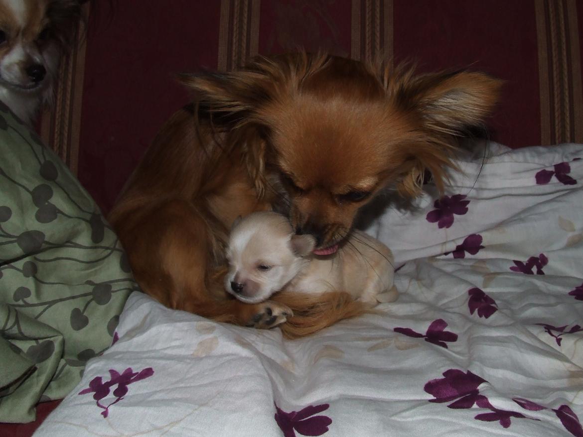 Blanding af racer Cimici billede 2