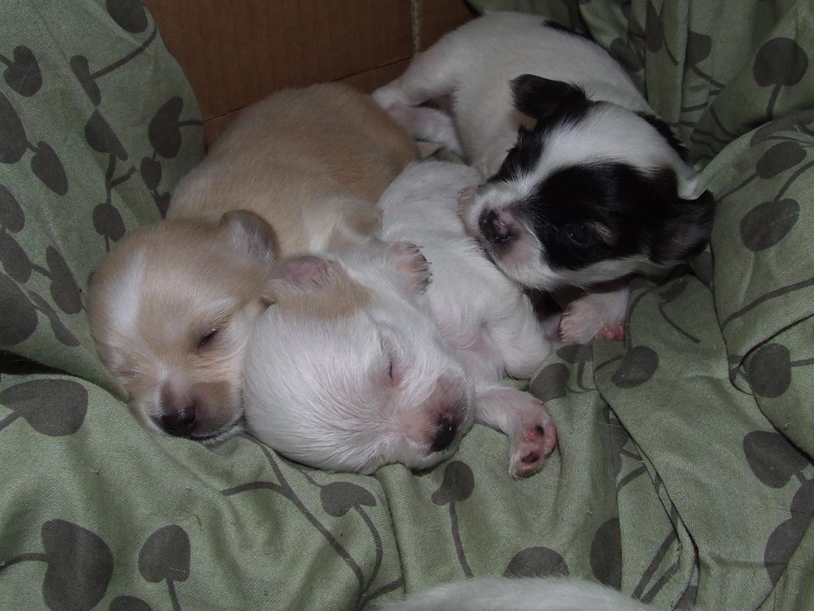 Blanding af racer Cimici billede 3