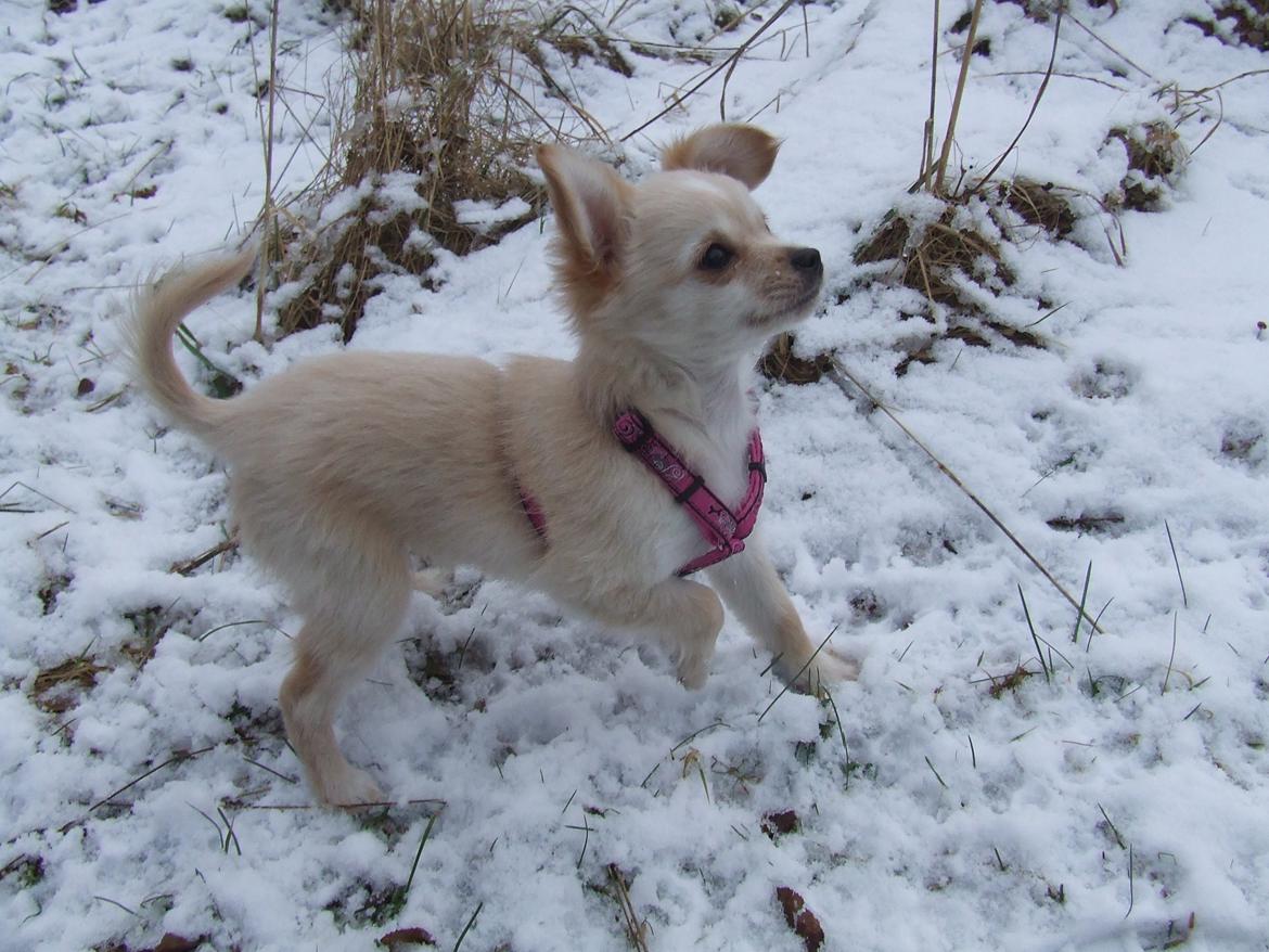 Blanding af racer Cimici billede 19