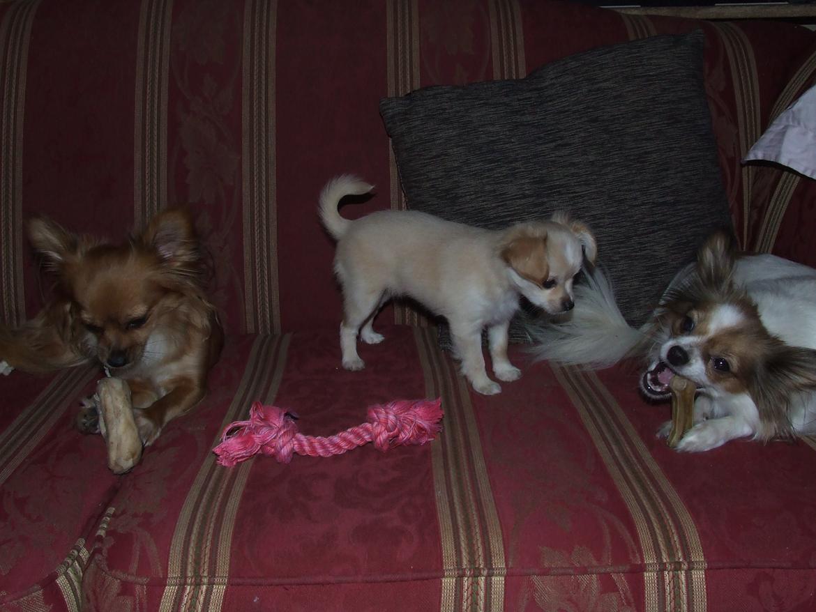 Blanding af racer Cimici billede 17