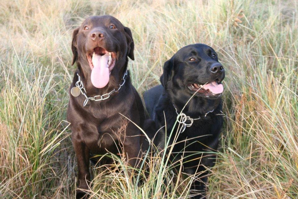 Labrador retriever William Jensen billede 8