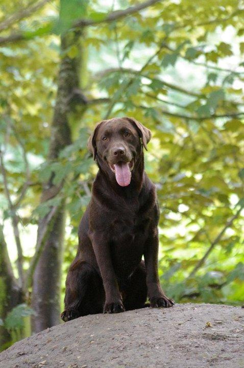 Labrador retriever William Jensen billede 2
