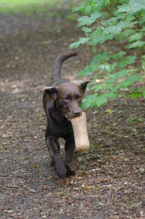 Labrador retriever William Jensen billede 9