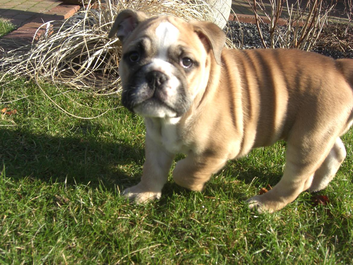Engelsk bulldog Otto billede 10
