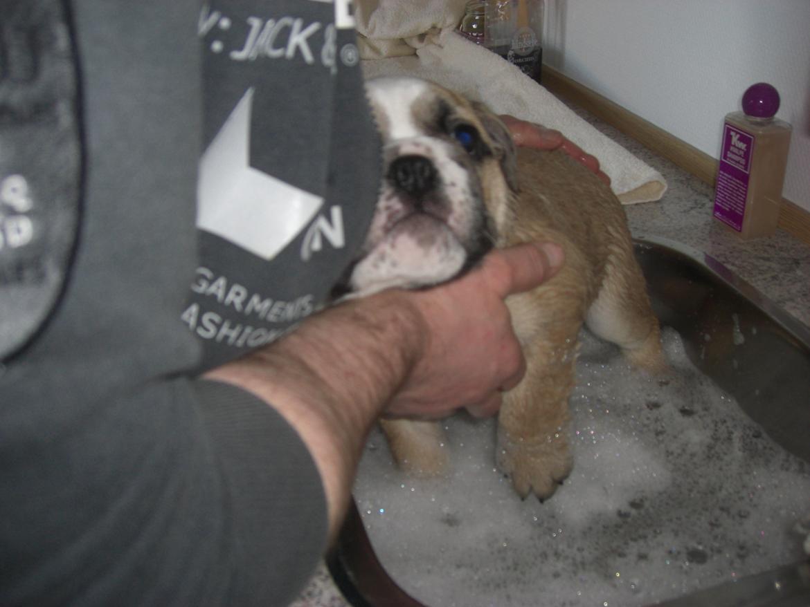 Engelsk bulldog Otto - I bad for første gang billede 11