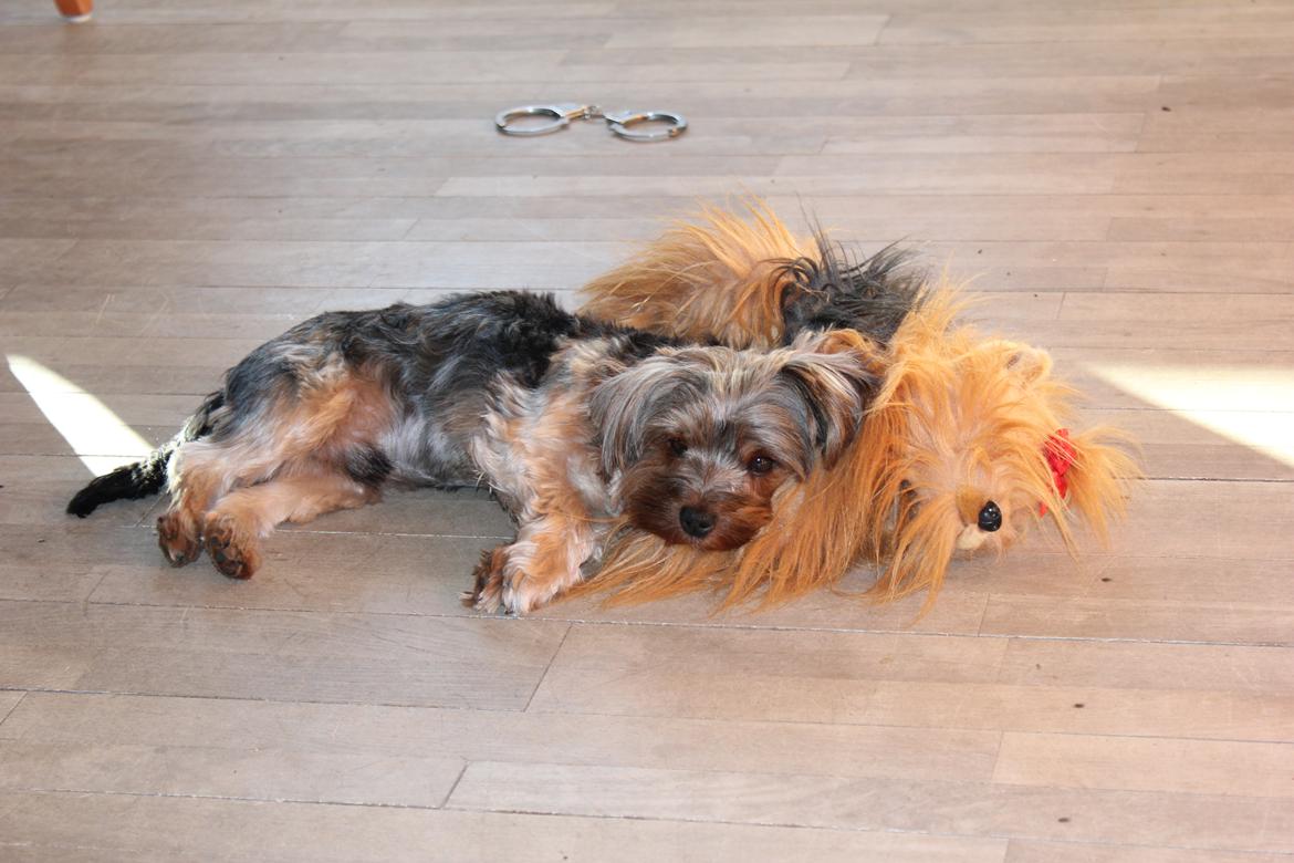 Yorkshire terrier Bobbi<3 - <3<3<3 billede 15