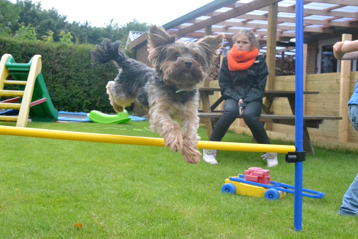 Yorkshire terrier Bobbi<3 billede 16