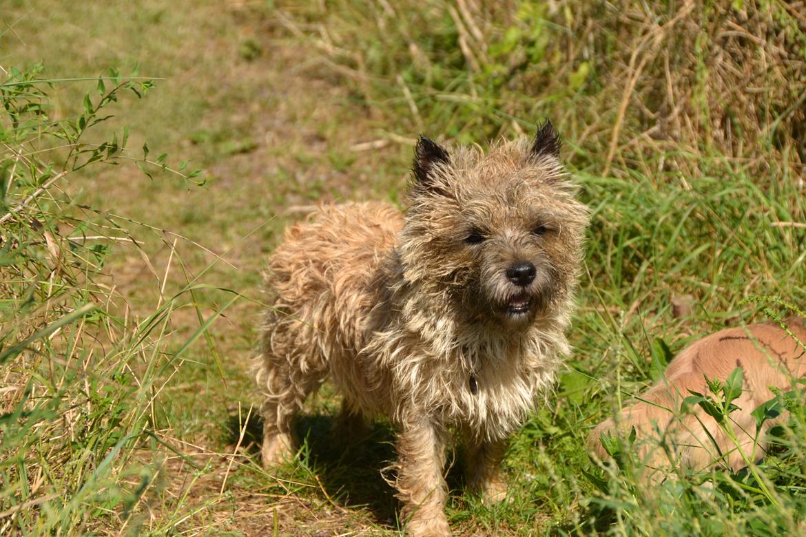 Cairn terrier sofus - efter tur i vandet :) billede 1