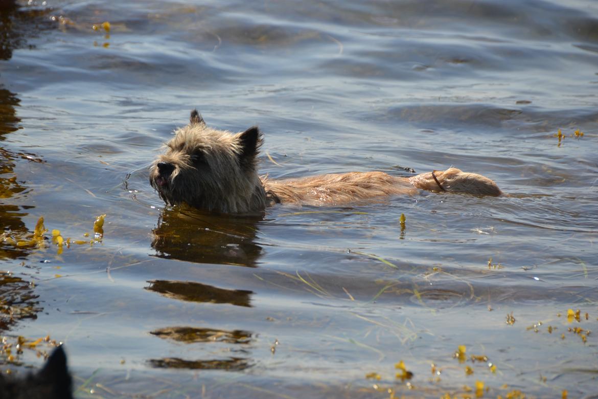 Cairn terrier sofus billede 8