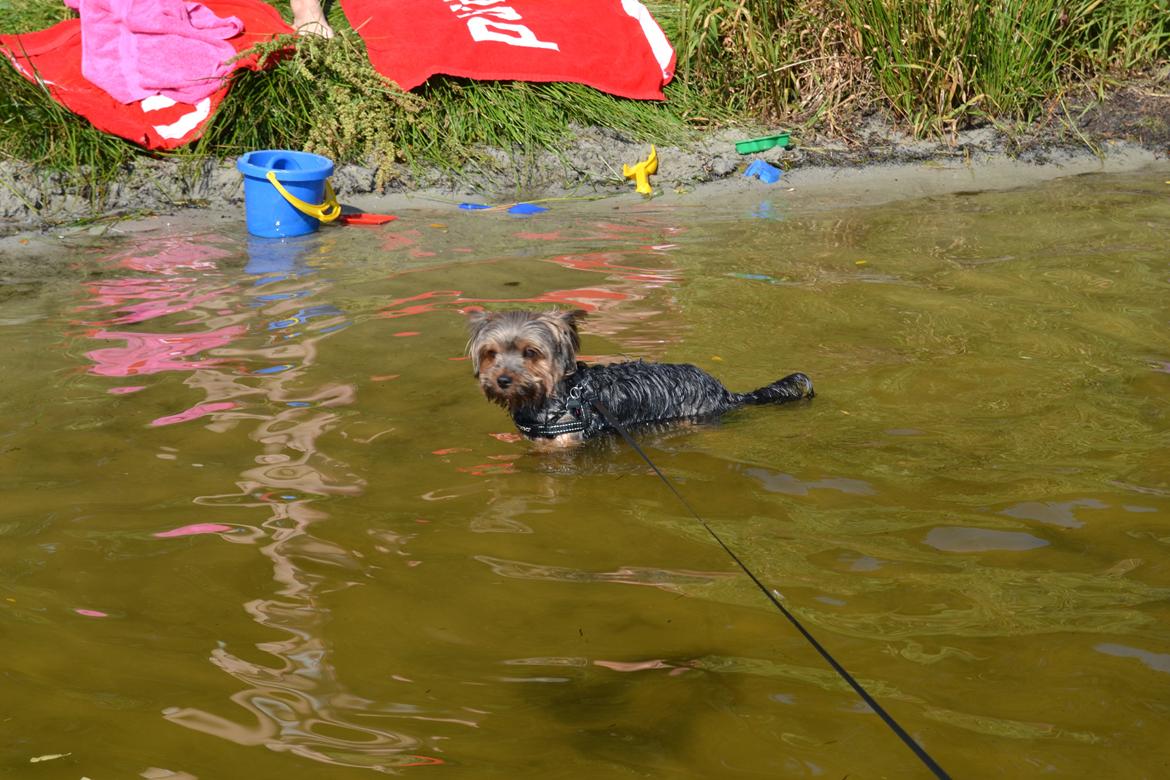 Yorkshire terrier Bobbi<3 - kvie sø!<3 billede 17