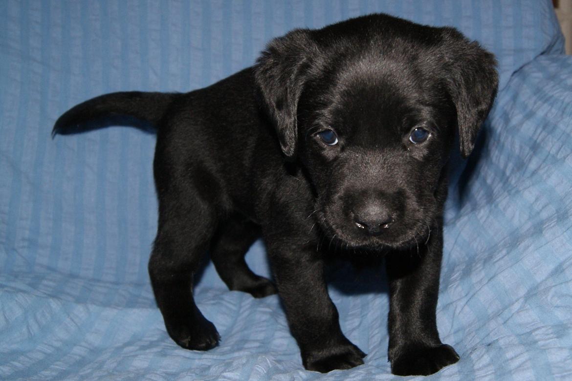 Labrador retriever BRUTUS - 5 uger billede 9