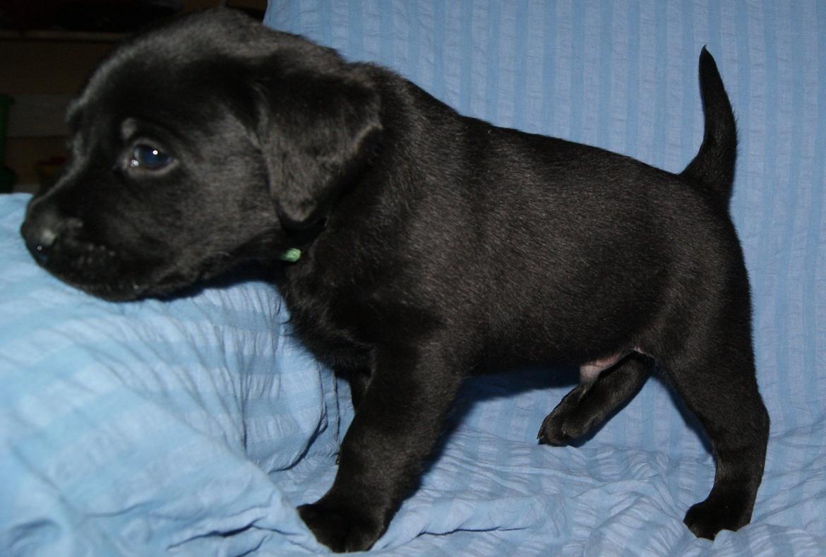 Labrador retriever BRUTUS - 5 uger billede 10