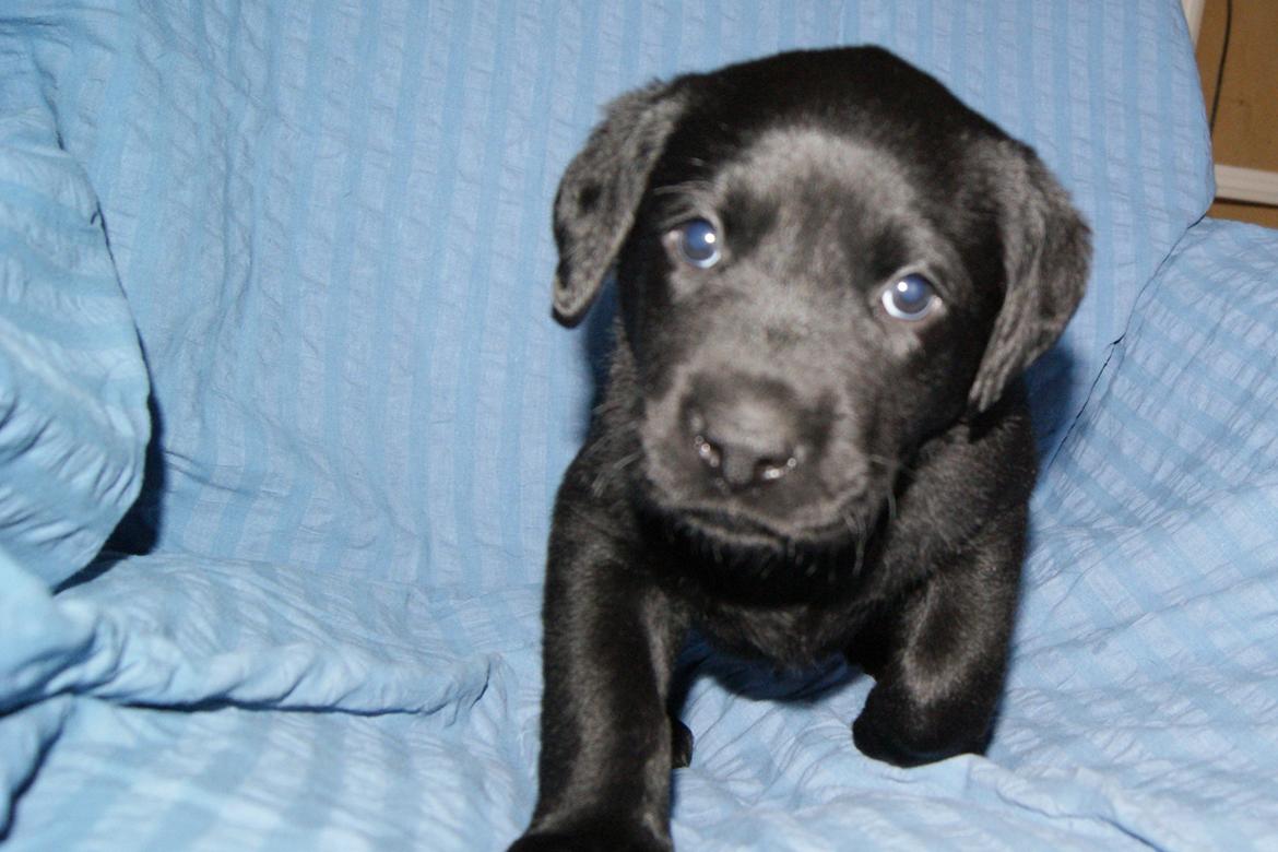 Labrador retriever BRUTUS - 5 uger billede 11