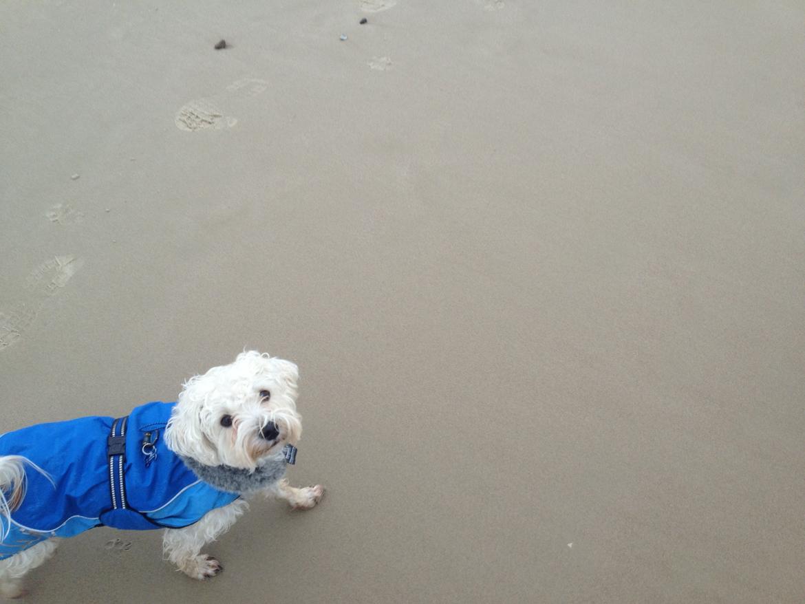 Blanding af racer Carsten billede 3