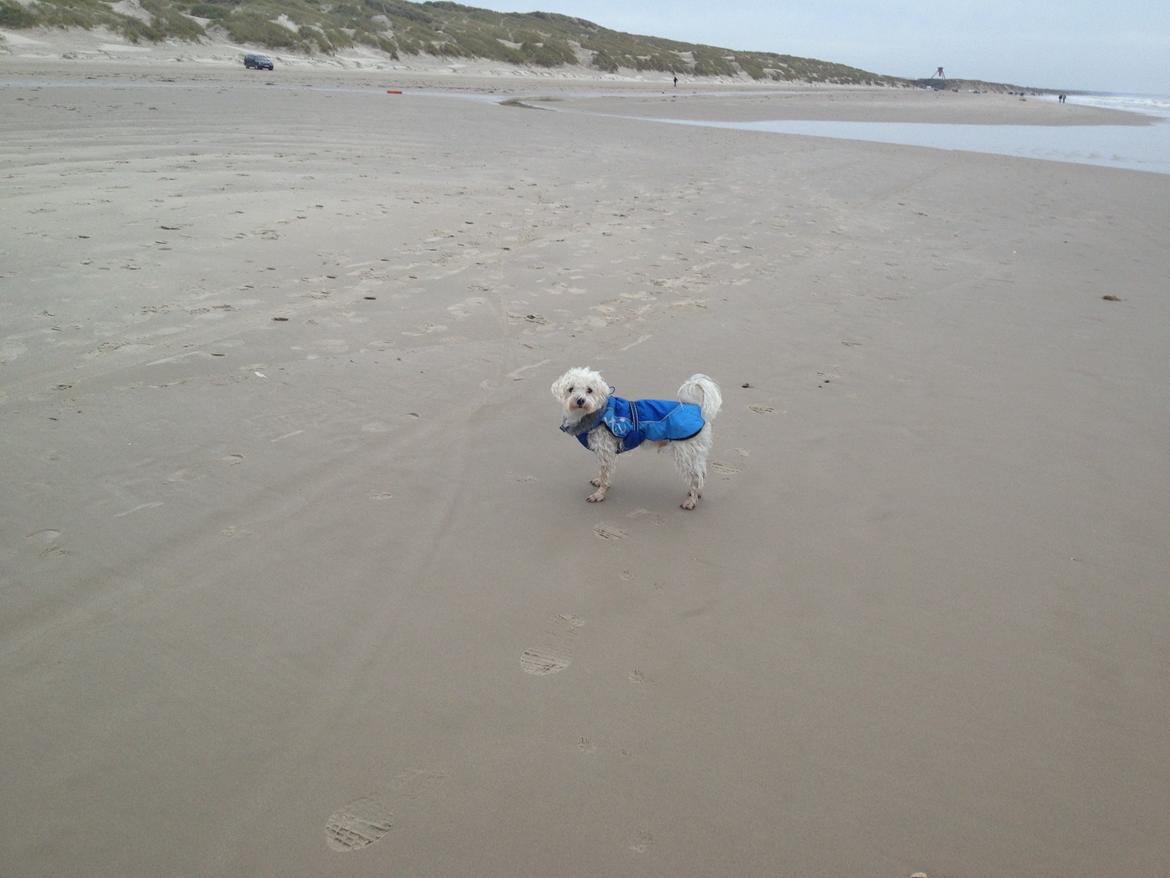 Blanding af racer Carsten billede 4