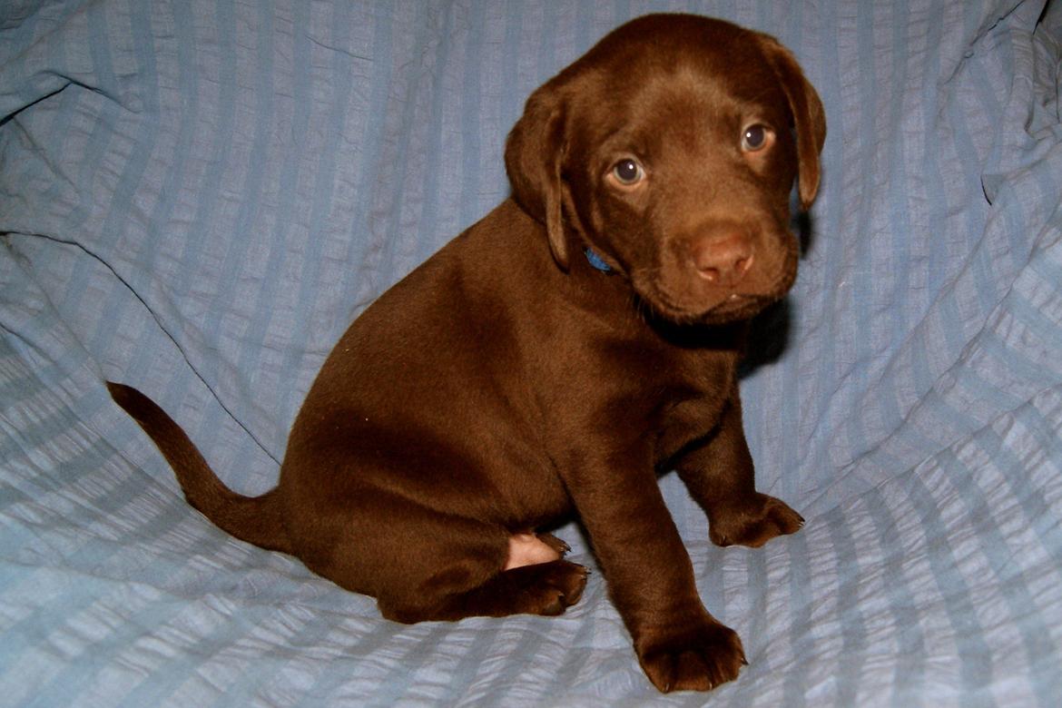 Labrador retriever ANTON - 5 uger billede 8