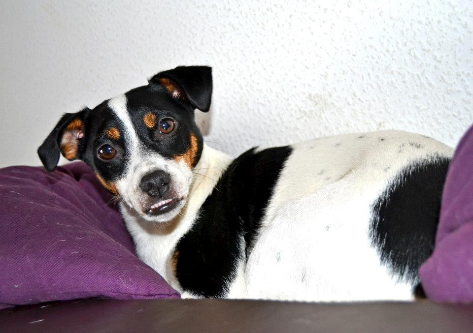 Dansk svensk gaardhund silke billede 4