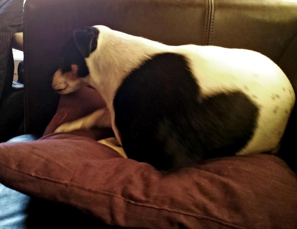 Dansk svensk gaardhund silke - silke viser sit "hjerte" frem billede 5