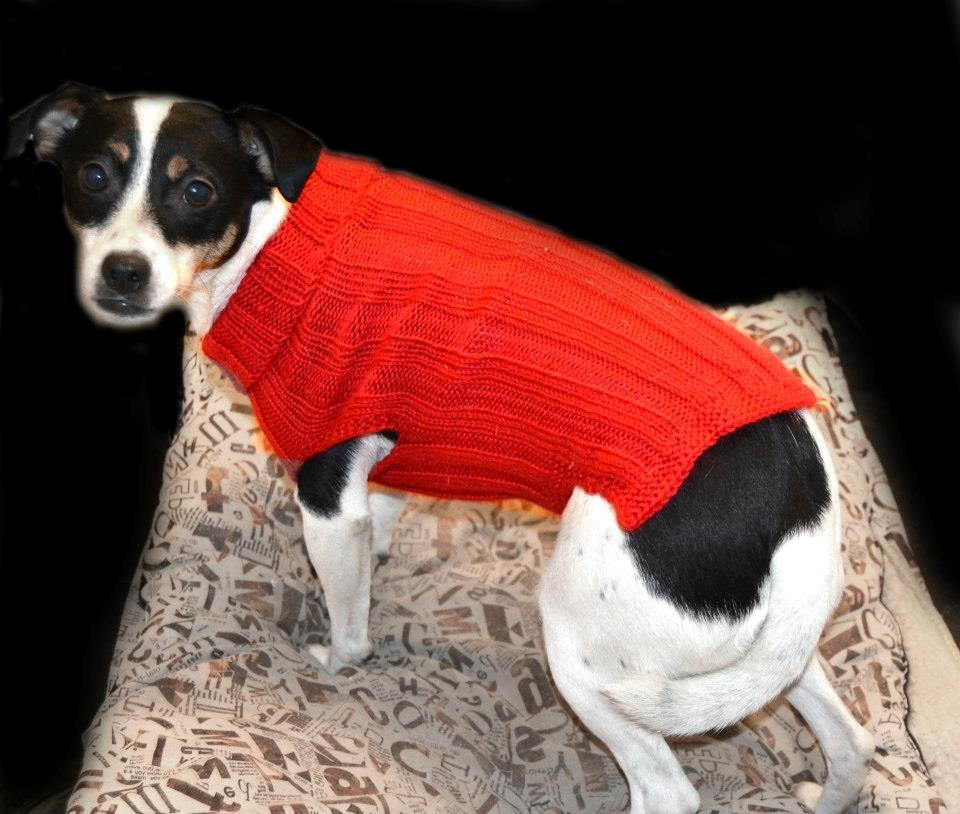 Dansk svensk gaardhund silke - første gang med sin nye trøje, det var hun ikke helt tryg ved, men hun elsker den i dag billede 6