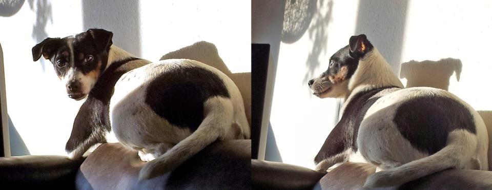 Dansk svensk gaardhund silke billede 11