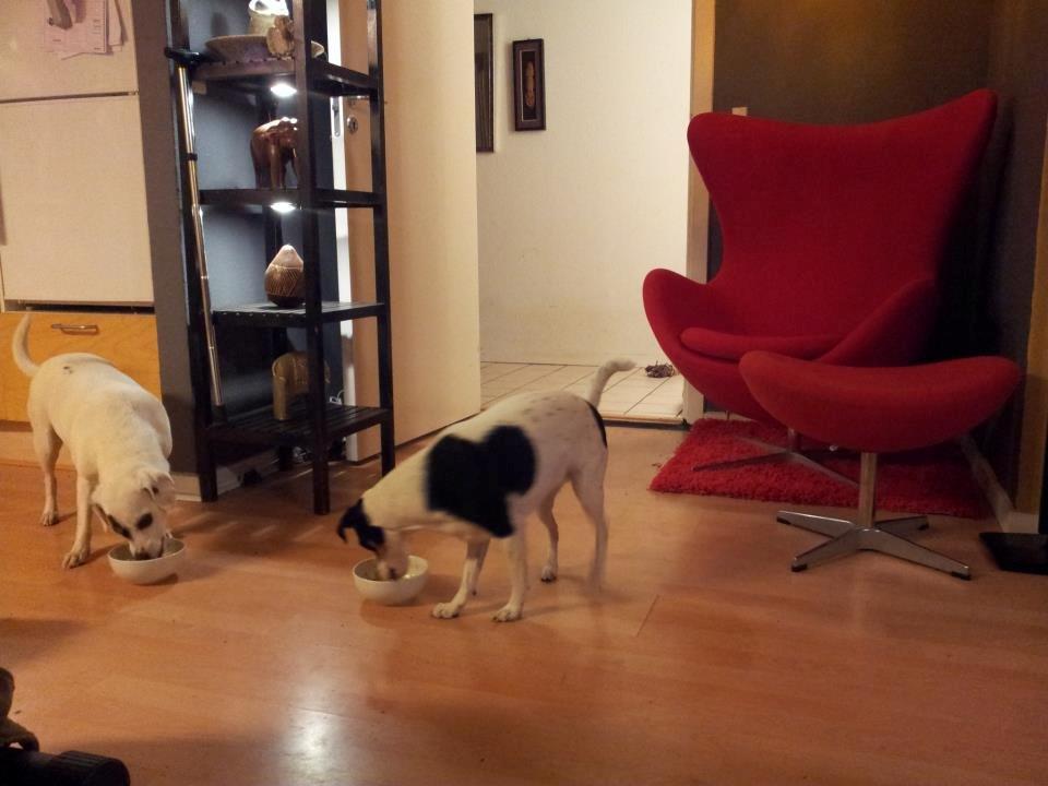 Dansk svensk gaardhund silke billede 20