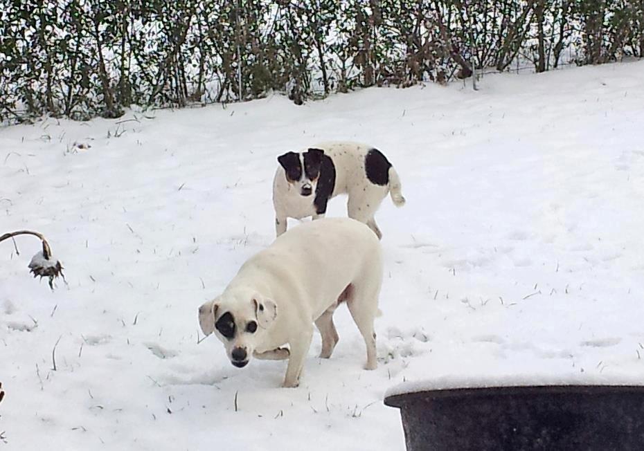 Dansk svensk gaardhund silke billede 7