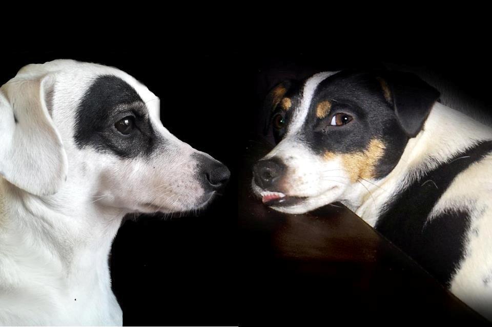 Dansk svensk gaardhund Holger billede 6