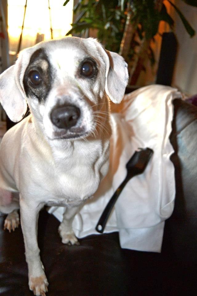 Dansk svensk gaardhund Holger - hvem mig, nej jeg har ikke set din grydeske far ... billede 5