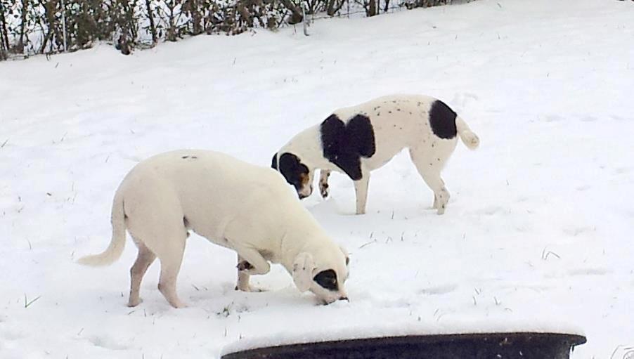 Dansk svensk gaardhund Holger billede 7