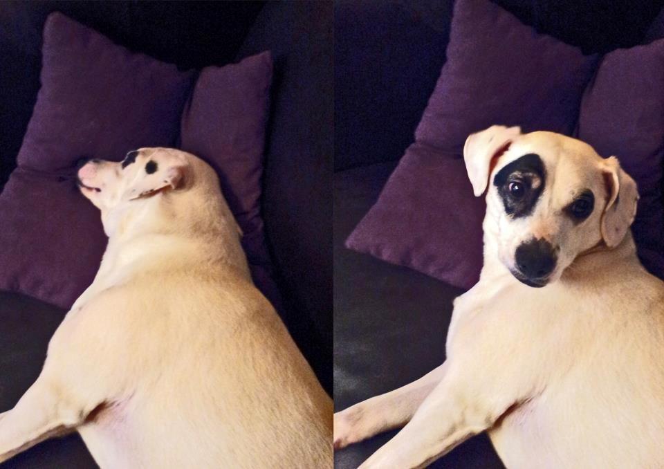 Dansk svensk gaardhund Holger billede 4