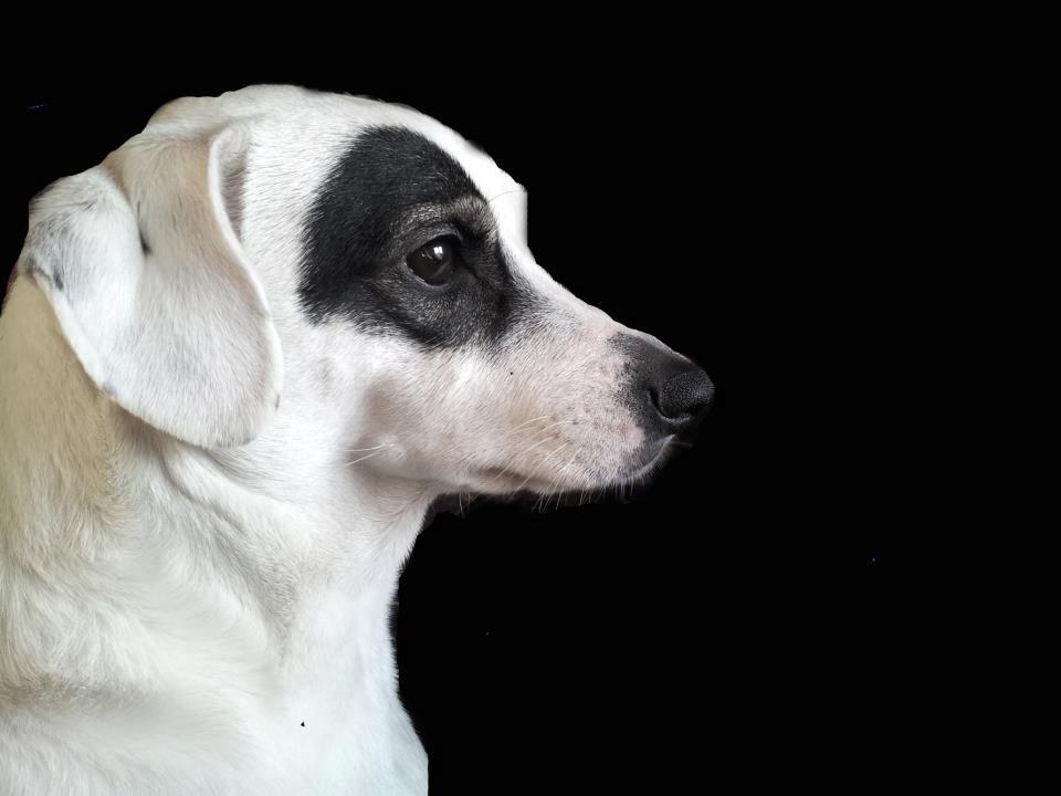 Dansk svensk gaardhund Holger billede 1