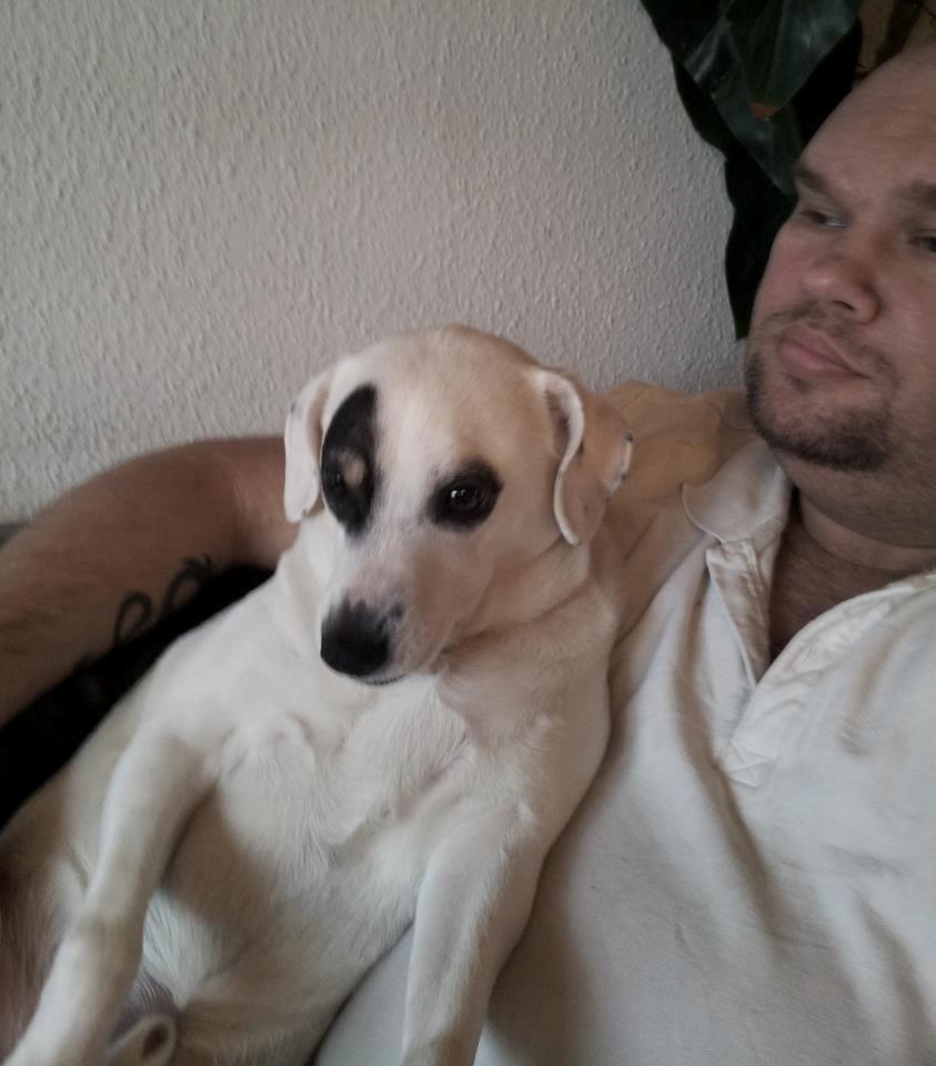 Dansk svensk gaardhund Holger billede 3