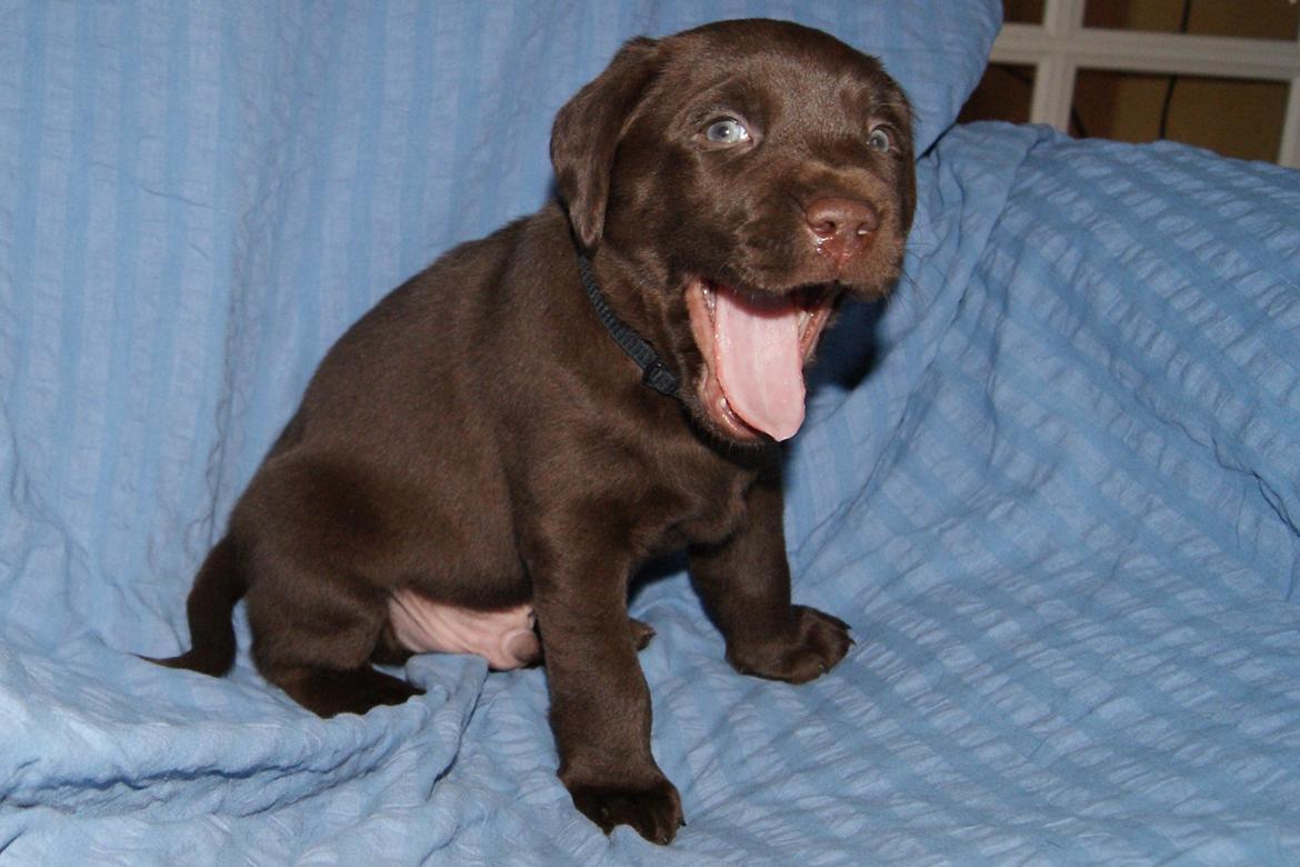 Labrador retriever KENTO - 5 uger billede 7