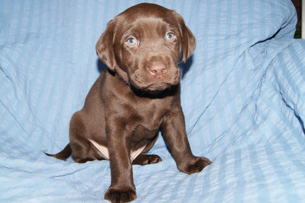 Labrador retriever KENTO - 5 uger billede 8