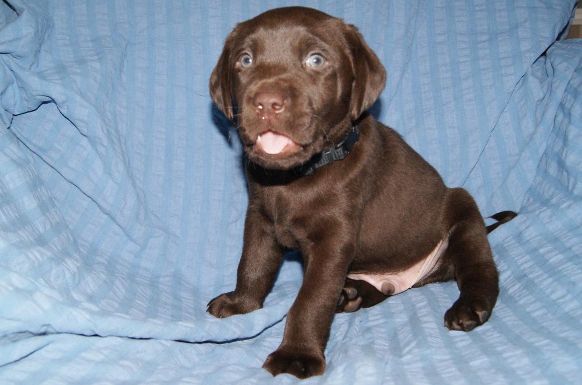 Labrador retriever KENTO - 5 uger billede 10