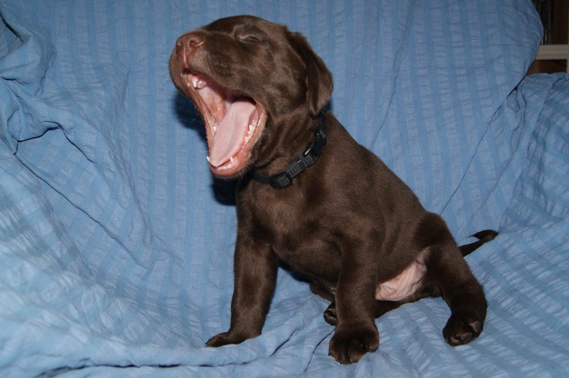 Labrador retriever KENTO - 5 uger billede 12