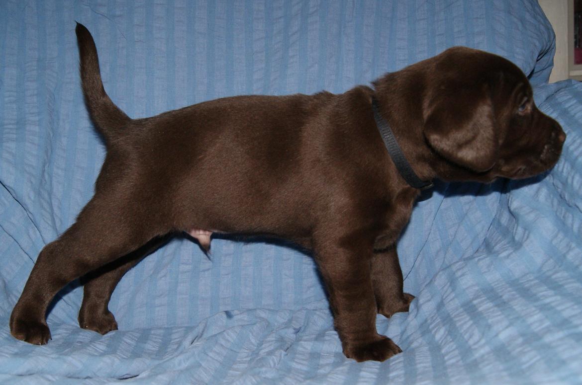 Labrador retriever KENTO - 5 uger billede 9