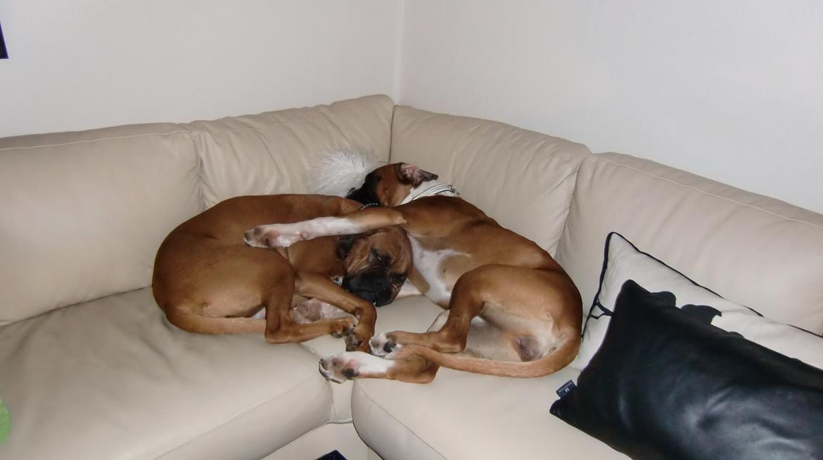 Boxer Bella - Bella og en af hendes hvalpe, Blondie (som nu er 2 1/2 år) billede 1