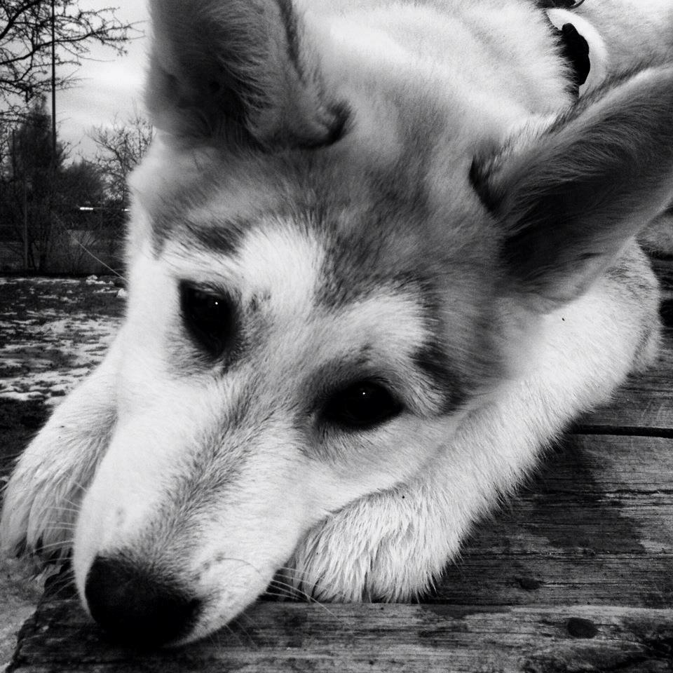 Blanding af racer Aniu billede 10