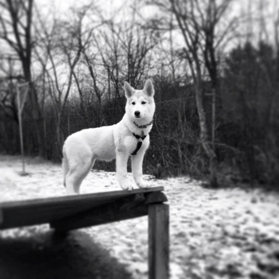 Blanding af racer Aniu billede 9