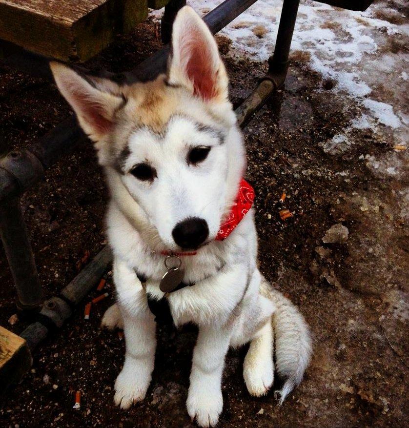 Blanding af racer Aniu billede 8