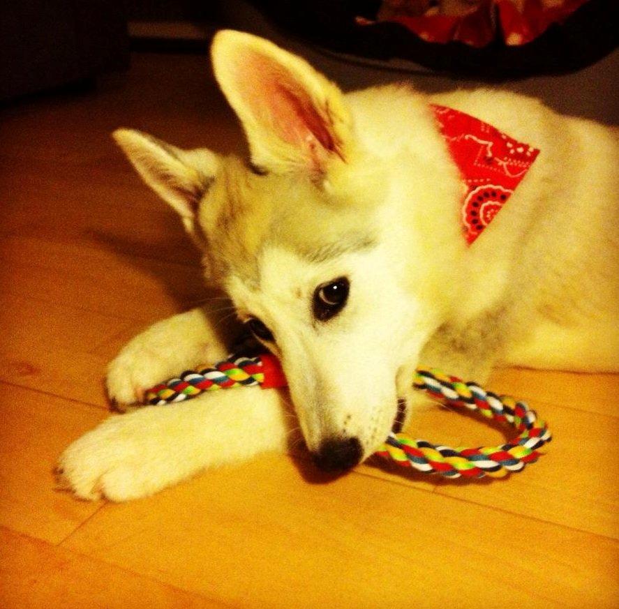 Blanding af racer Aniu billede 11