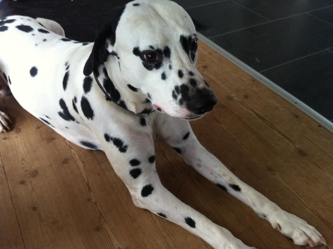 Dalmatiner Al Capone billede 1