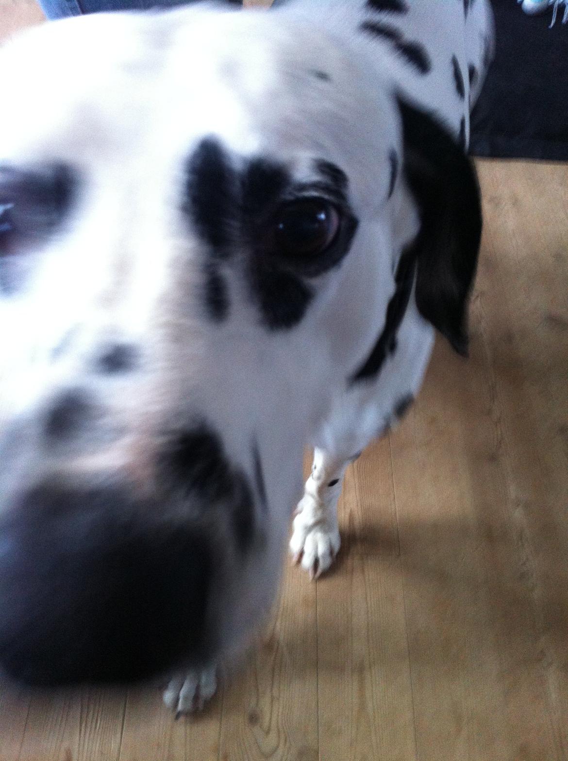 Dalmatiner Al Capone billede 2